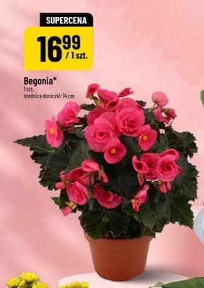 begonia