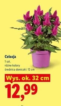 celozja