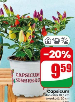 capsicum