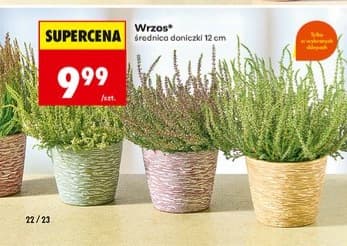 wrzos