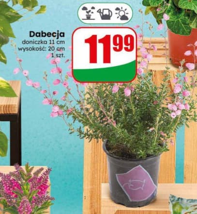 Dabecja