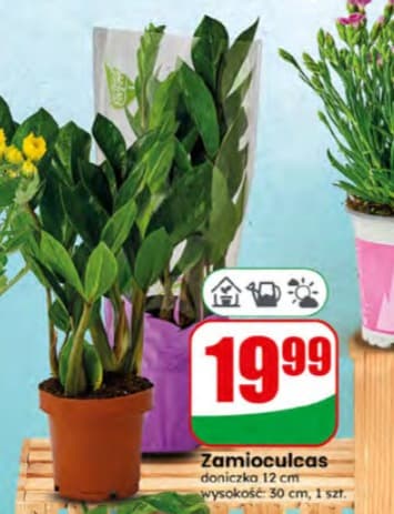 zamioculcas