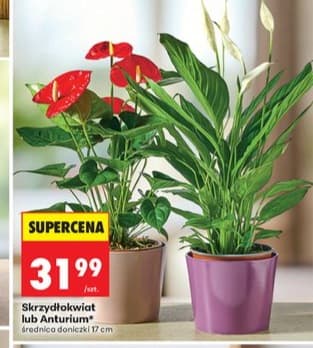 skrzydłokwiat lub anturium