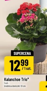 Kalanchoe Trio