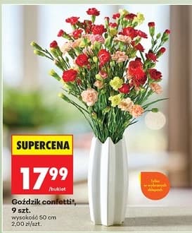 goździk confetti