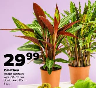 calathea