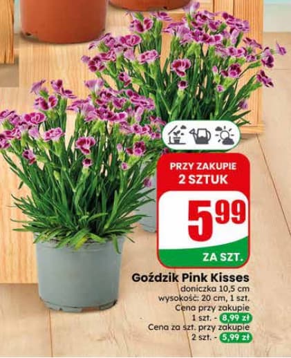 goździk Pink Kisses