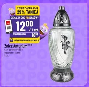 znicz Anturium
