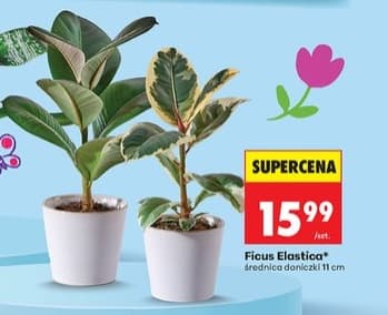 ficus Elastica