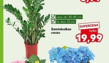 zamiokulkas