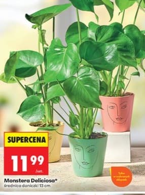 monstera deliciosa
