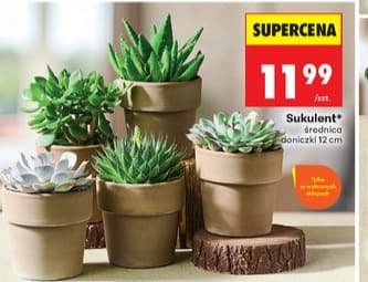 sukulent