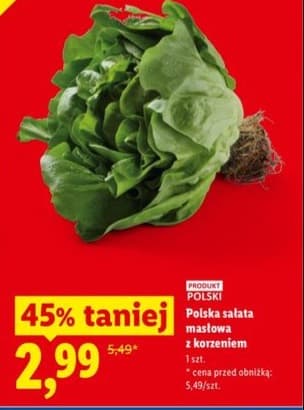 sałata masłowa z korzeniem