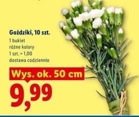 goździk