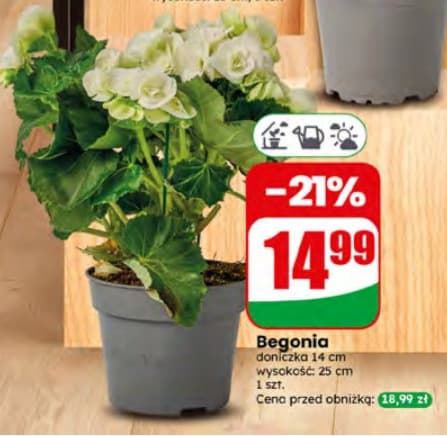 begonia