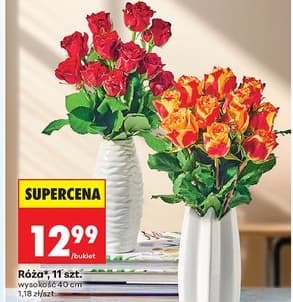 róża