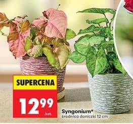 syngonium