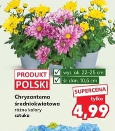 chryzantema średniokwiatowa