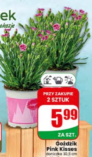 goździk Pink Kisses