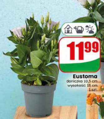 eustoma