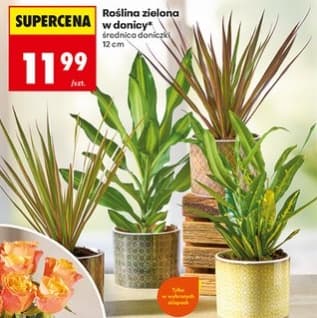 roślina zielona w donicy