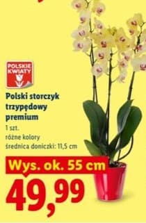 storczyk trzypędowy premium