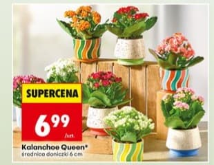 kalanchoe Queen