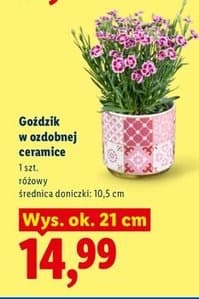 goździk w ozdobnej ceramice