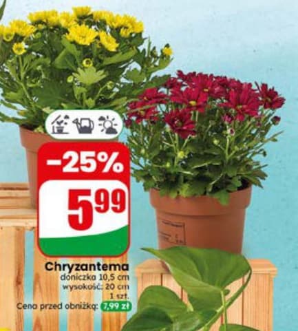 Chryzantema
