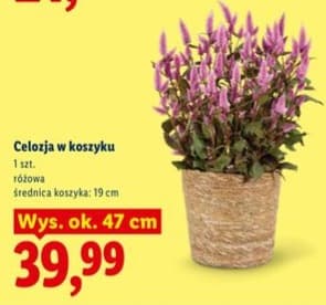 celozja w koszyku
