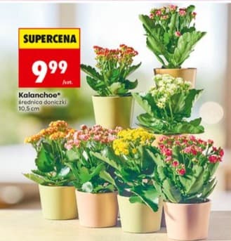 kalanchoe