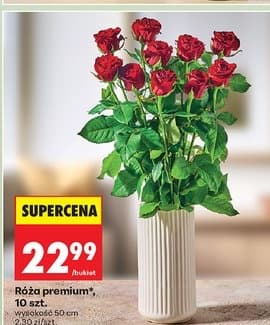 róża premium