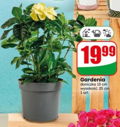 gardenia