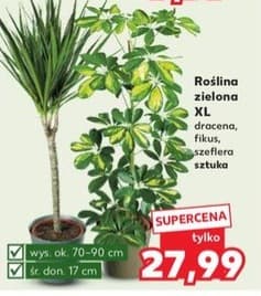 roślina zielona XL