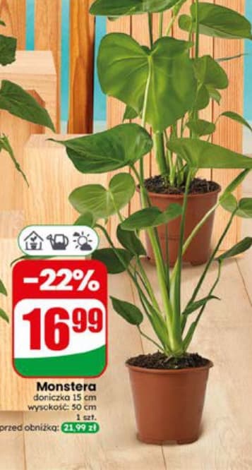 Monstera
