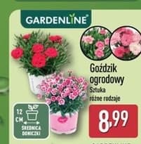 goździk ogrodowy