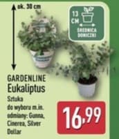 eukaliptus