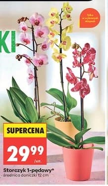 storczyk 1-pędowy