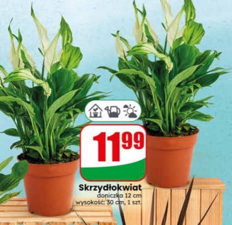 Skrzydłokwiat