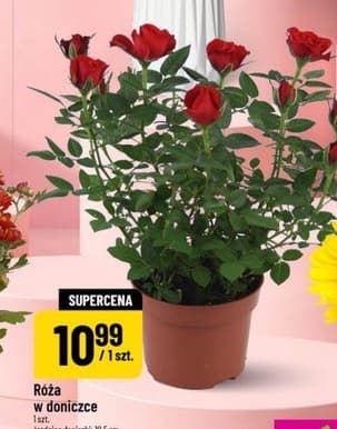 róża w doniczce