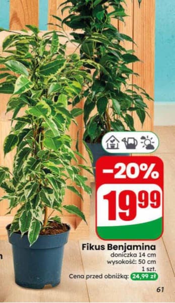 fikus Benjamina