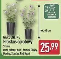 hibiskus ogrodowy