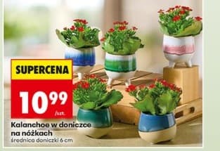 kalanchoe w doniczce na nóżkach