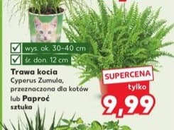 trawa kocia lub paproć
