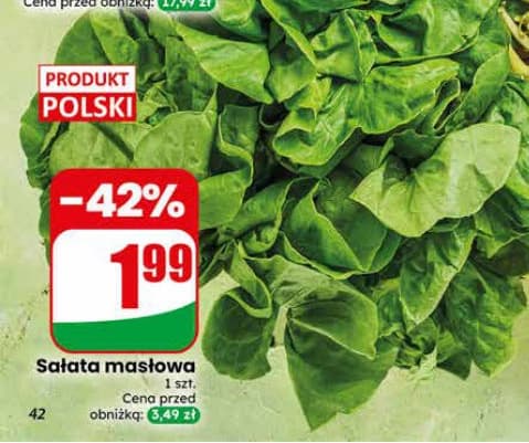 sałata masłowa
