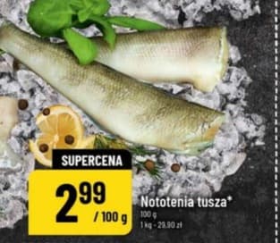 nototenia tusza