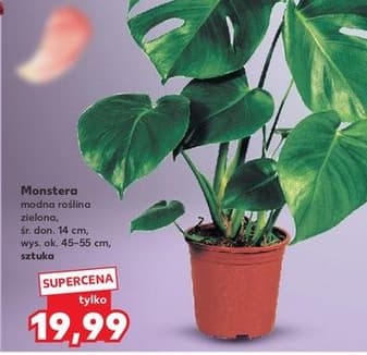 monstera
