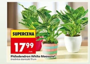 filodendron White Measure
