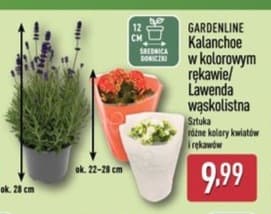 kalanchoe w kolorowym rękawie lub lawenda wąskolistna