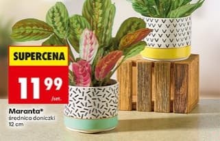 maranta